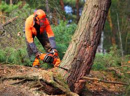 Best Utility Line Clearance  in Scotchtown, NY