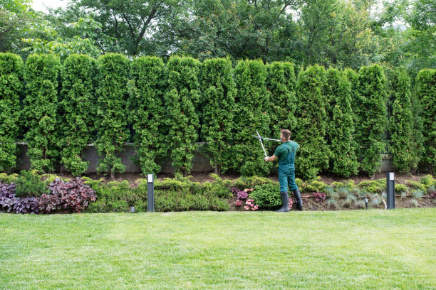 Best Tree Cabling and Bracing  in Scotchtown, NY