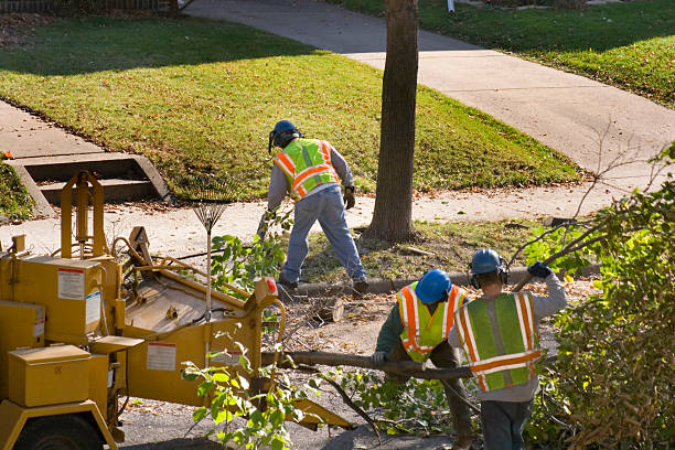 Best Hazardous Tree Removal  in Scotchtown, NY